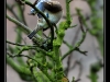 Oiseaux de mon jardin à Sundhoffen